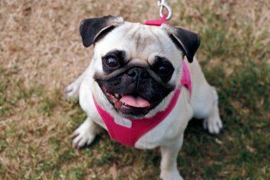 Pug dog cinsi yakından odaklanıyor.