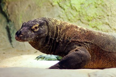 Komodo ejderhası (ayrıca Komodo gözlemcisi olarak da bilinir), Endonezya adalarına özgü kertenkele familyasının bir üyesidir. 