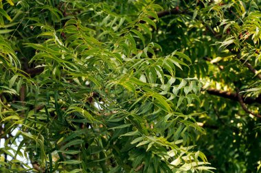 Azadirachta indica, yaygın olarak Neem, Nimtree veya Hint leylağı olarak bilinir.