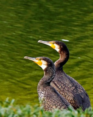 Phalacrocoracidae is an aquatic birds commonly known as cormorants and shags clipart