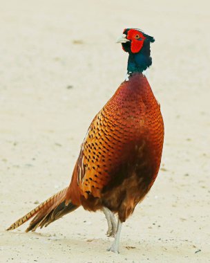 Phasianus, Pheasants are birds of several genera within the family Phasianidae in the order Galliformes clipart