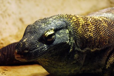 head shot of monitor lizard in close up clipart