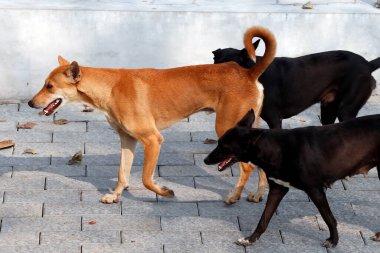 Bir grup sokak köpeği Kerala Kochi 'de yol kenarında dolaşıyorlar.