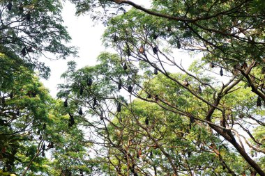 Bir grup yarasa ya da uçan tilki büyük bir ağaca asıldı.