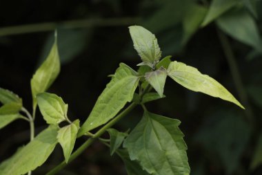 Kromolaena odorata, Asteracea familyasından tropikal ve tropikal bir çalı türüdür. Yaygın isimler arasında Siyam otu, ruj bitkisi, Noel çalısı, kutuda kriko, şeytan otu, diş ipi çiçeği, hagunoy, komünist Pacha bulunur.