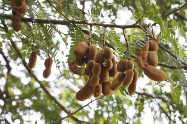 Demirhindi meyvesi, Imlee, Imli, Tamarin, Tamarindo, Tamarindus indica, Tintiri olarak da bilinen kendi ağacında asıldı.