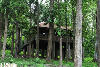 Kerala 'da, meşe ağaçlarının ortasındaki doğal ağaç kulübesi.