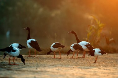 Saksağan kaz, Anseranatidae familyasının yaşayan tek canlı türüdür. Bu yaygın su kuşu kuzey Avustralya ve güney Yeni Gine 'de bulunur.