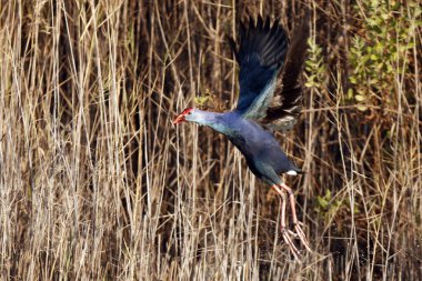 The grey-headed swamphen (Porphyrio poliocephalus) is a species of swamphen occurring from the Middle East and the Indian subcontinent clipart