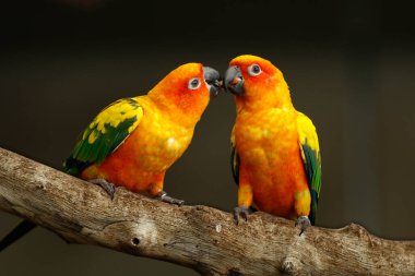 Güneş papağanı, Güney Amerika 'nın kuzeydoğusunda yaşayan, orta boylu, canlı renkli bir papağan türüdür.