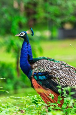 Ormanın içinde güzel bir tavus kuşu