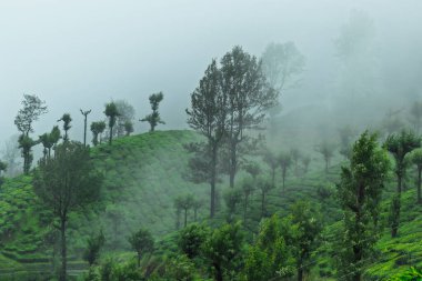 Kerala Western Ghat 'te yeşil orman dağ çay çiftliği olan güzel manzara.