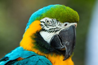 Mavi-altın papağanı olarak da bilinen mavi-sarı papağan, çoğunlukla mavi sırt, açık sarı / turuncu venter ve kafasının üstünde eğimli yeşil renkleri olan büyük bir Neotropik papağandır.