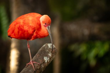Kızıl aynak, Threskiornithidae familyasından bir aynak türüdür. Güney Amerika 'da ve Karayipler' in bir kısmında yaşar.