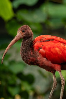 Kızıl aynak, Threskiornithidae familyasından bir aynak türüdür. Güney Amerika 'da ve Karayipler' in bir kısmında yaşar.