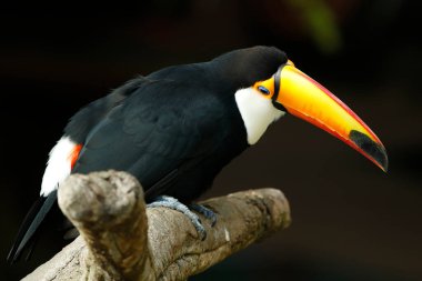 Toco Toucan, Tukangiller (Ramphastidae) familyasından bir kuş türü. Tukan 'ın en büyük türüdür ve siyah bir vücudu, beyaz bir boğazı vardır.