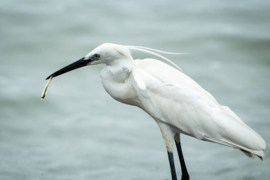 Küçük balıkçıl, balıkçılgiller (Ardeidae) familyasından bir balıkçıldır. İnce siyah gagalı, uzun siyah bacaklı ve batı yarışında sarı ayaklı beyaz bir kuştur. Bir su kuşu gibi