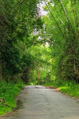 Hint ormanlarının pek çok yerinde görülen manzara bambu ağaçları ve yeşil ağaçlarla doludur.
