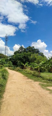 Yolun her iki tarafındaki ağaçlar ve yukarıdaki mavi gökyüzü bu resimde harika görünüyor.