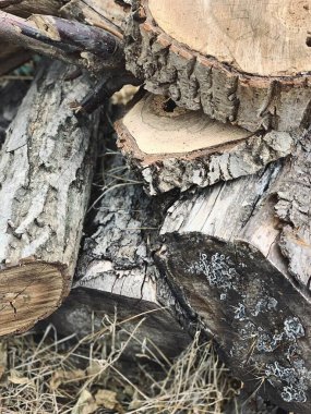 Eski grunge eski ağaç kütüğü, tahtalar, eski püskü ağaç dalı, odun dilimi, eski soyma boyası, ahşap kabuğu, kütükler, kağıt arka plan