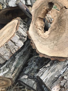 Eski grunge eski ağaç kütüğü, tahtalar, eski püskü ağaç dalı, odun dilimi, eski soyma boyası, ahşap kabuğu, kütükler, kağıt arka plan