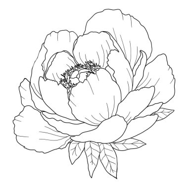 Çizgi sanatı şakayık izole edilmiş klipsli sanat, zarif çizim, düğün davetiyesi çiçeği