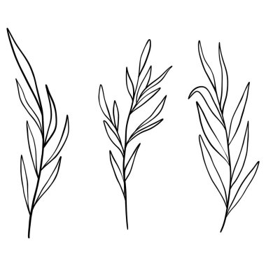 Zarif kır çiçekleri seti, minimalist çizgiler sanat bitkisi, dal, yapraklar, el çizimi, düğün çiçekleri, izole çiçek unsurları.