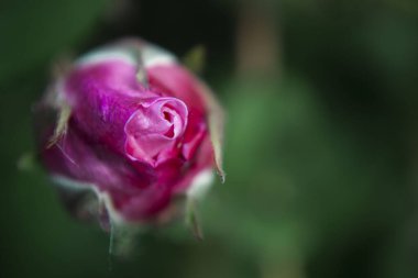 Bahçe pembe gülünün makro fotoğrafı, gül çiçeğinin yakın görüntüsü, çiçek açan detaylar, gül tomurcuğu.