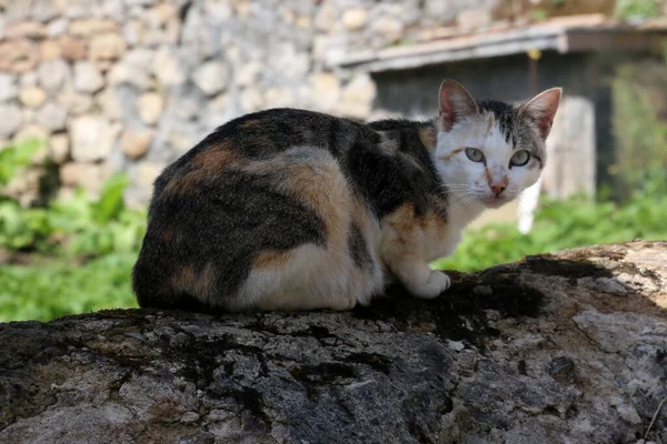 石の壁にかわいい猫のクローズアップショット — ストック写真