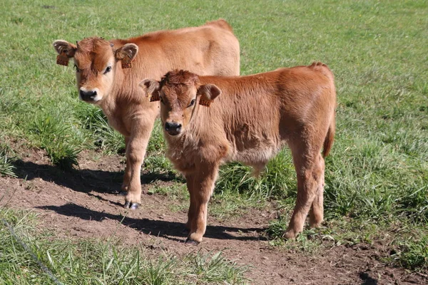 スペインのアストゥリアス州の牧草地で牛 — ストック写真