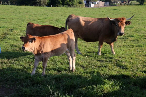 Vacas Prado Libertad Asturias España —  Fotos de Stock