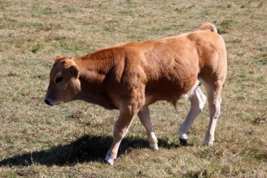 ÖZGÜRLÜkteki Meadow 'daki Baldır