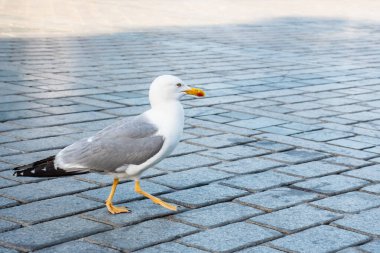 Sokaktaki beyaz martı