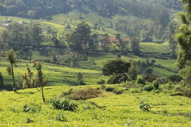 Ooty dağlarının güzel manzarası