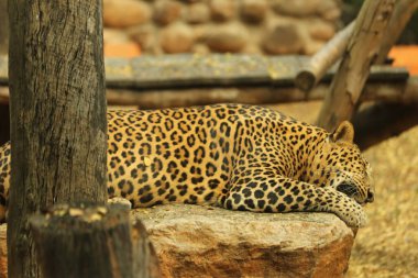 Leopar kayanın üstünde uyuyor.