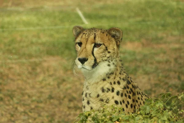 Gepard Přírodním Prostředí Volně Žijící Zvířata — Stock fotografie