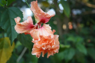 Bahçede Hibiscus çiçekleri, amberçiçeği çiçeği...