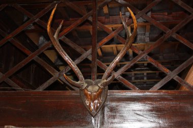 Geyik boynuzları eski evin ahşap duvarında.