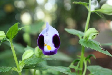 Güneşli bir günde bahçede büyüyen güzel çiçekler.