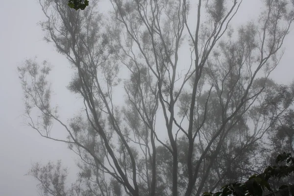 Silhueta Eucaliptos Nevoeiro — Fotografia de Stock