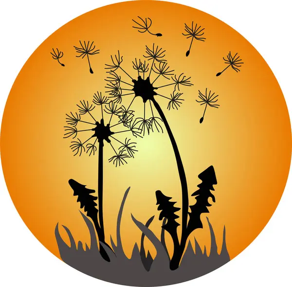 Gün batımına karşı karahindiba silueti