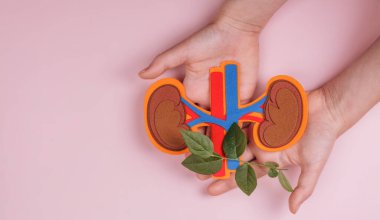 Üroloji Farkındalığı Ayı. Çocukların elleri atardamar ve damarlı böbrekleri tutuyor. Böbrek nakli ya da organ bağışı. Boşluğu kopyala