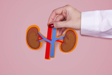 Üroloji Farkındalığı Ayı. Doktorlar böbrekleri arter ve damarla tutuyor. Böbrek nakli ya da organ bağışı. Boşluğu kopyala