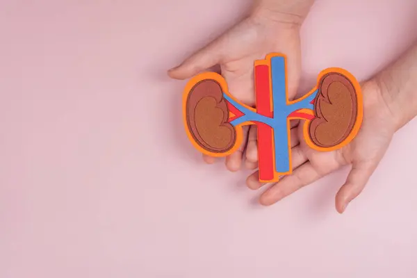 ウロジー意識月間 腎臓を動脈と静脈で保持する子供の手 移植または臓器提供の背景について コピースペース ロイヤリティフリーのストック写真