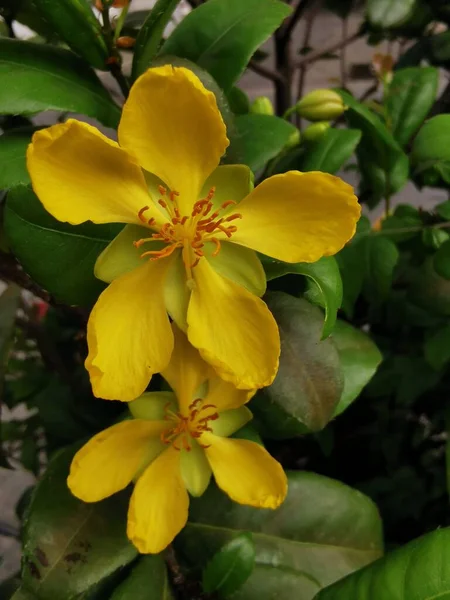 Flores Ochna Thomasiana São Amarelas Depois Que Floresce Produz Algumas — Fotografia de Stock