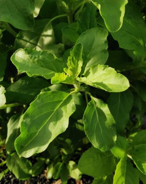 Beyaz Kutsal Basil. Ocimum tenuiflorum, yaygın olarak kutsal fesleğen, tulsi veya tulasi olarak bilinir, ve tamole, damole, daha keskin olma eğilimindedir, ve deniz ürünleri için 