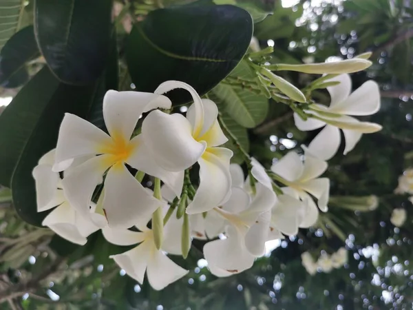 Plumeria Obtusa Singapore Kyrkogård Blomma Art Släktet Plumeria Apocynaceae Det — Stockfoto