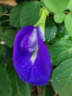 Klitoria ternatea, yaygın olarak Asya güvercin kanatları, mavi bezelye, kelebek bezelyesi, Cordofan bezelyesi ya da Darwin bezelyesi olarak bilinir, Endonezya 'nın Ternatif adasına özgü, Fabaceae familyasına ait bir bitki türüdür. .