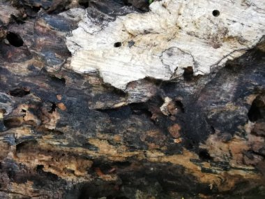 Doğal desenli eski ahşap doku..