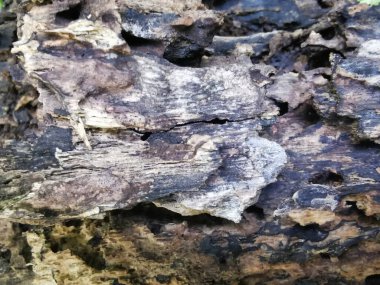 Çürüyen ahşap, çoğu çürümeye bazidiyomiceteler neden olur, ancak bazı ascomyceteler de tahtaları çürütebilir. Böcekler ve deniz hayvanları tarafından başka türde bozulmalar da var., ...